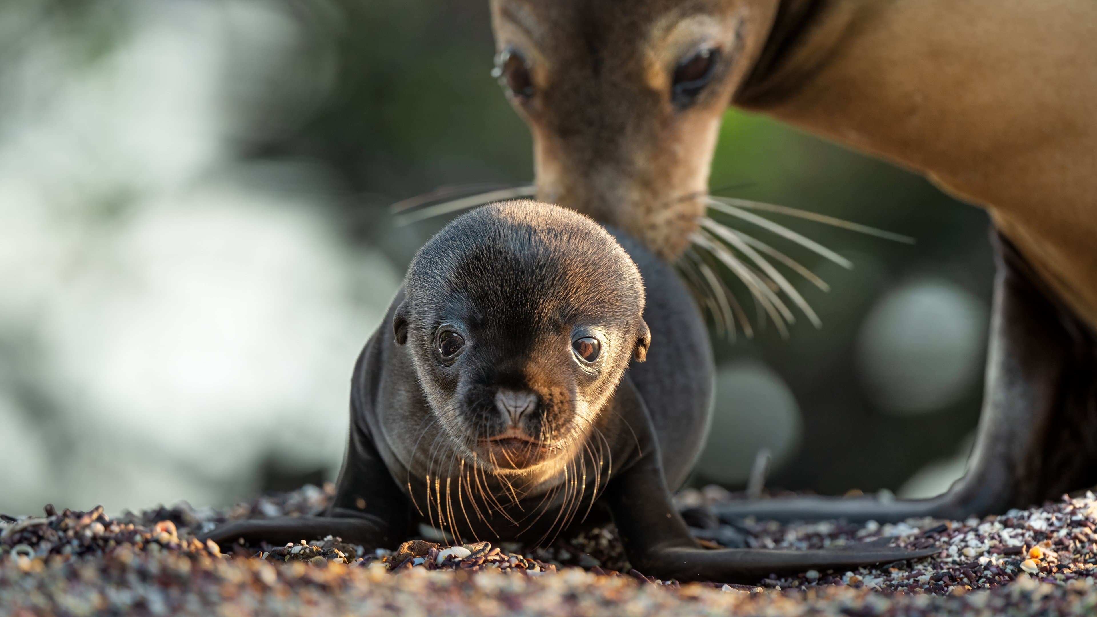Póster oficial de la película Los leones marinos de las Galápagos en alta calidad HD 4K
